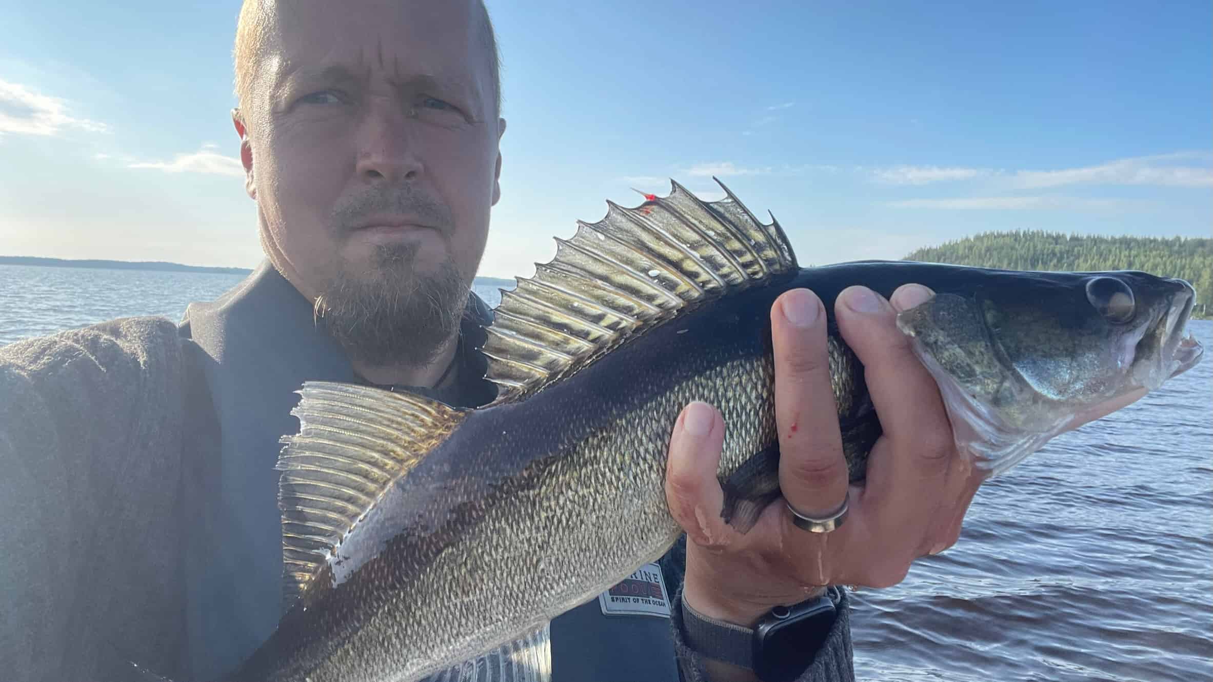 Eilisen väristä paavolaa testaamassa Höytiäisen pohjoinen pääty. 1.8.2023, lähes tyyni keli. Kahden tunnin kalareissu toi tullessaan 12 kuhaa ja yhden ahvenen.
